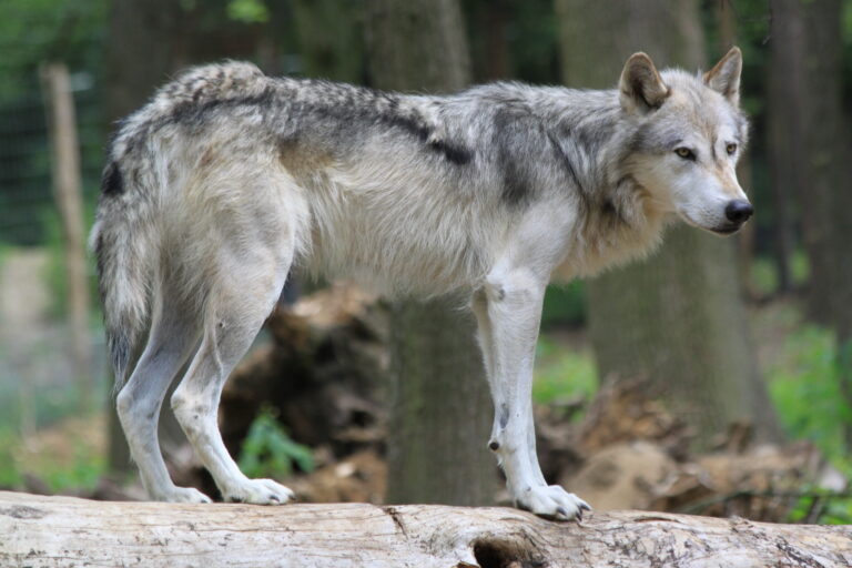 Europäischer Wolf (Canis lupus) im Wildpark Ernstbrunn, Niederösterreich