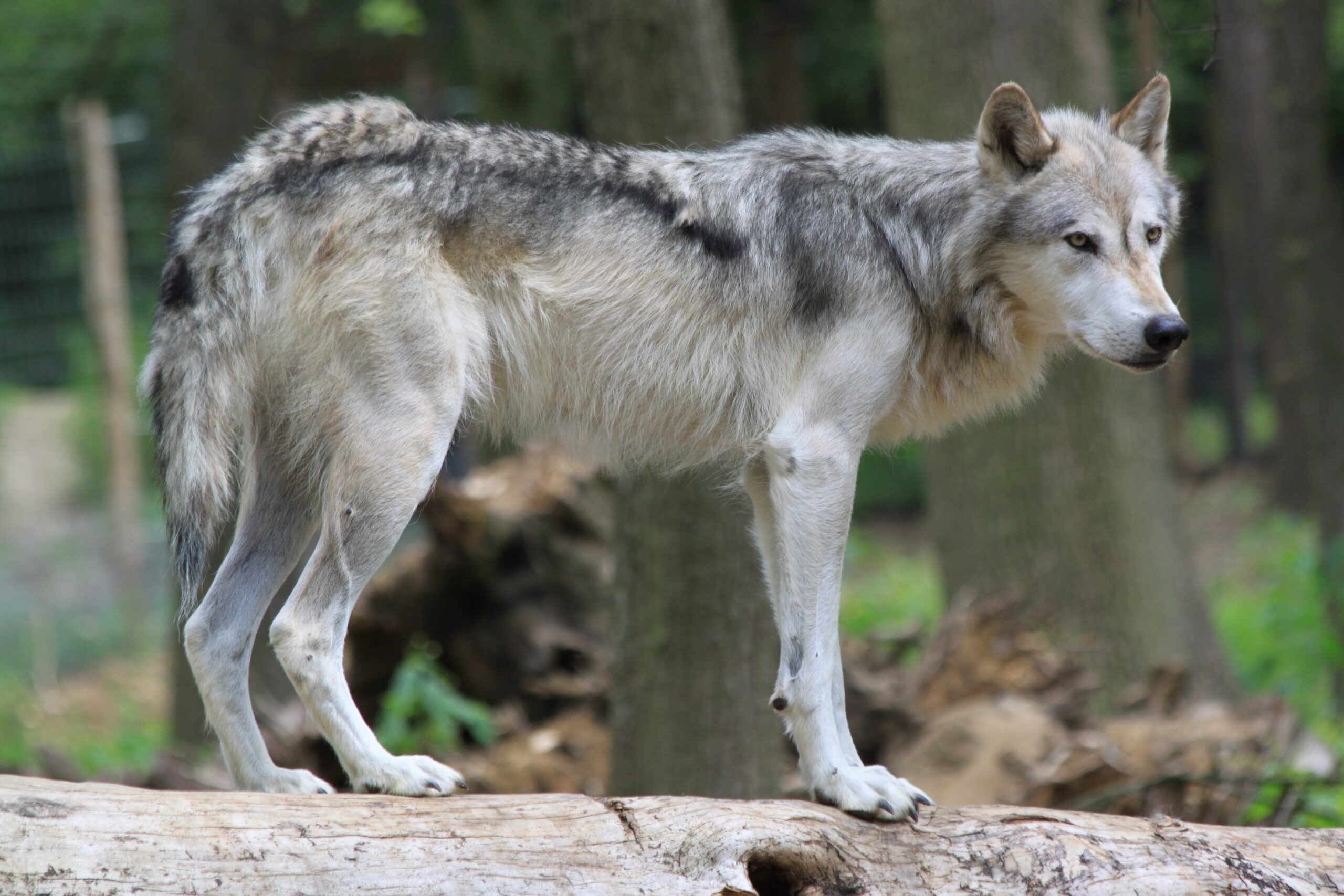 Europäischer Wolf (Canis lupus) im Wildpark Ernstbrunn, Niederösterreich